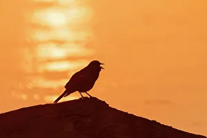 Red-winged Blackbird male singing on log at sunrise in wetland, Marion County, Illinois