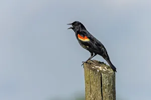 Fence Post Prints: Red-winged blackbird sitting on fence post, Kentucky
