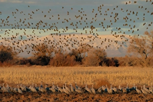 Blackbird Prints: Red-winged blackbirds flying with snow-covered Manzano Mountains in the background