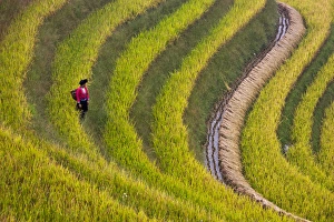 Tribe Prints: Red Yao girl on the rice terrace at harvest time, Longsheng, Guangxi, China