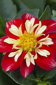 Images Dated 15th March 2019: Red and yellow Dahlia blossom