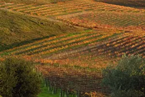 Vine Yard Prints: Red and Yellow fall colors zig zag through the Carneros AVA below Artesa Winery in