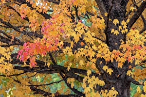 Images Dated 19th January 2024: Red and yellow leaves on a fall maple tree, Kentucky