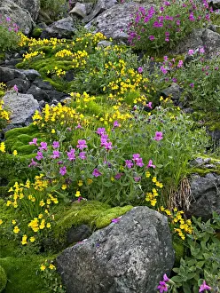 Monkeyflower Prints: Red and yellow monkeyflowers cover a talus slope in Washingtons Cascade Mountains
