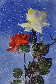 Images Dated 31st October 2005: Red and yellow roses frozen in block of ice, Glacier Palace, near Zermatt, Switzerland