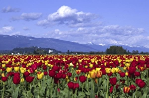 Mt Vernon Prints: Red and Yellow Tulips, Mount Vernon, Washington