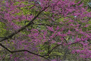 Redbud Prints: Redbud tree in full bloom, Longwood Gardens, Pennsylvania