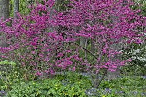 Redbud Prints: Redbud tree in full bloom, Mt. Cuba Center, Hockessin, Delaware