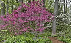 Redbud Prints: Redbud tree in full bloom. Mt. Cuba Garden, Hockessin, Delaware