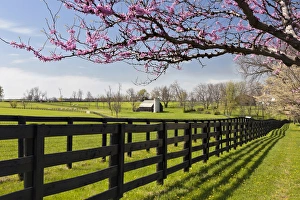 Images Dated 13th April 2011: Redbud trees in full bloom, Lexington, Kentucky