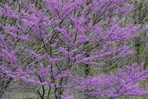 Images Dated 9th June 2021: Redbud trees blooms in spring, Marion County, Illinois
