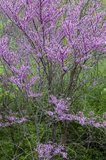 Images Dated 9th June 2021: Redbud trees blooms in spring, Marion County, Illinois