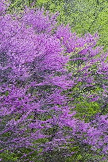 Defiance Prints: Redbud trees in full spring bloom near Defiance Ohio