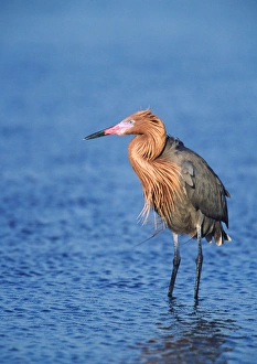 Images Dated 10th March 2006: Reddish Egret (Egretta rufescens) in breeding plumage fishing. USA, Florida, Sanibel Island