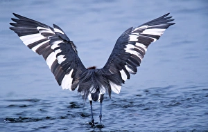 Images Dated 10th March 2006: Reddish Egret (Egretta rufescens) - a peculiar hybrid of the dark and the white morphs fishing