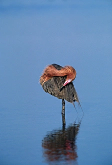 Images Dated 10th March 2006: Reddish Egret (Egretta rufescens) in breeding plumage preening. USA, Florida, Sanibel Island