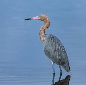 Images Dated 22nd January 2015: Reddish egret, Egretta rufescens, Merritt Island NWR, Florida, USA