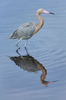 Preening Prints: Reddish egret, Egretta rufescens, Merritt Island NWR, Florida, USA