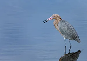 Reddish egret, Egretta rufescens, Merritt Island NWR, Florida, USA