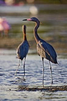 Images Dated 6th March 2005: Reddish Egret, Egretta rufescens, Ding Darling National Wildlife Refuge, Sanibel Island