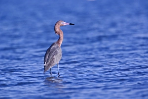 Images Dated 20th February 2005: Reddish Egret, Egretta rufescens, Ding Darling National Wildlife Refuge, Sanibel Island