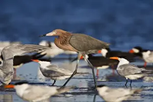 Images Dated 21st April 2009: Reddish Egret (Egretta rufescens) adult in flock of royal terns, Rockport, Texas