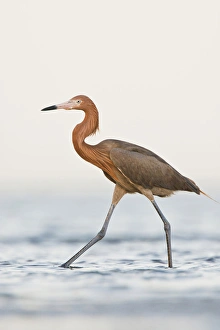 Images Dated 20th May 2010: Reddish Egret (Egretta rufescens) adult hunting in shallow bay, Texas