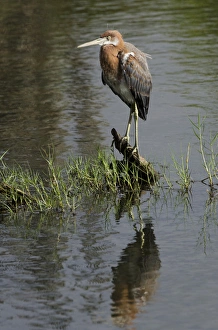Reddish Egret (Egretta rufescens) BONAIRE, Netherlands Antilles, Caribbean