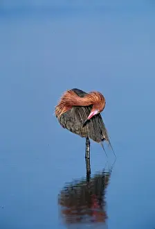 Images Dated 10th March 2006: Reddish Egret (Egretta rufescens) in breeding plumage preening