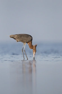 Texas Prints: Reddish Egret (Egretta rufescens) feeding