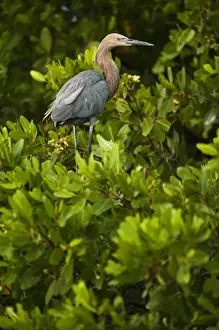 Images Dated 26th October 2009: Reddish Egret (Egretta rufescens) Sian Ka an Biosphere Reserve