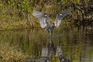 Fishing Prints: Reddish egret fishing, Merritt Island National Wildlife Refuge, Florida