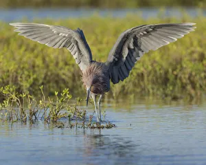 Images Dated 17th November 2016: Reddish egret hunting for prey
