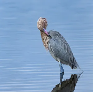 Preening Prints: Reddish egret preening, Egretta rufescens, Merritt Island NWR, Florida, USA