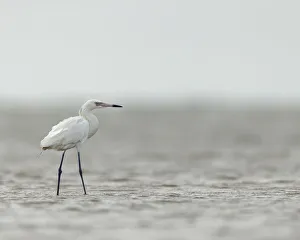 Images Dated 25th August 2020: Reddish egret, white phased, Egret rufescens, Bolivar Flats, Texas