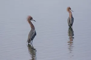 Wading Prints: Reddish egrets (Egretta rufescens) standing in bay