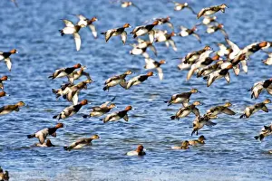 Redhead Prints: Redhead (Aythya americana) duck flock landing on the Laguna Madre near South Padre Island