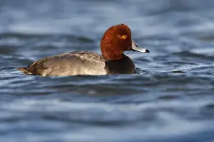 Wintering Prints: Redhead (Aythya americana) male wintering in the Laguna Madre near South Padre Island