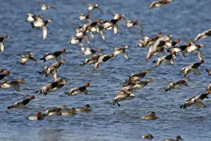 Saline Prints: Redhead Duck (Aythya americana) flock landing on Laguna Madre near South Padre Island