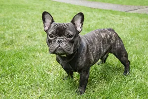 Muscular Prints: Redmond, Washington State, USA. Portrait of a French Bulldog also known as the Frenchie
