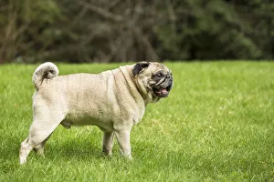 Images Dated 29th February 2016: Redmond, Washington State, USA. Portrait of a fawn Pug. (PR)