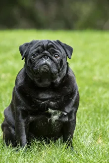 Redmond Prints: Redmond, Washington State, USA. Portrait of a black Pug. (PR)