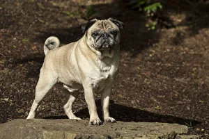 Redmond Prints: Redmond, Washington State, USA. Portrait of a fawn Pug. (PR)