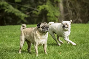 Redmond Prints: Redmond, Washington State, USA. Portrait of a white Pug, and a fawn Pug. (PR)