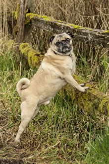 Images Dated 29th February 2016: Redmond, Washington State, USA. Fawn-colored Pug, Buddy, posing by a moss-covered