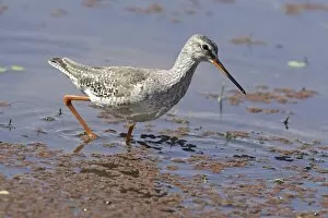 Images Dated 23rd March 2007: Redshank