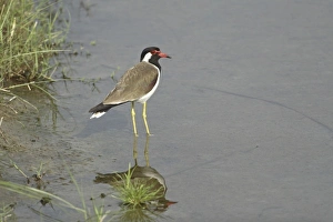 Images Dated 22nd May 2007: Redwattled Lapwing, Corbett National Park, Uttaranchal, India