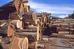 redwood logs on mill deck California