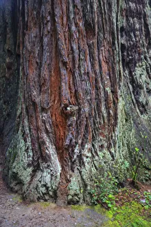Prints of Redwood National Park, base of a giant redwood tree Images Dated 2019 January: Redwood National Park, base of a giant redwood tree