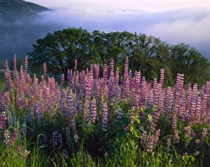 Redwood National Park, California. USA. Fog in Redwood Creek drainage below river lupine